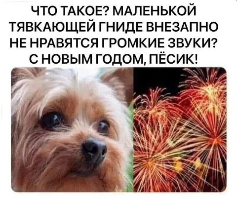 Пёсик боится фейерверков