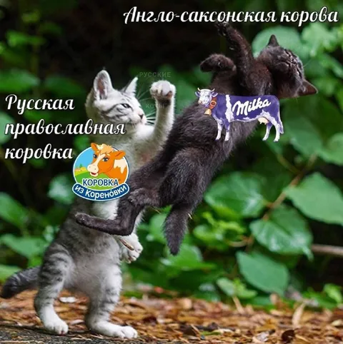 Англо-саксонская и русская коровки