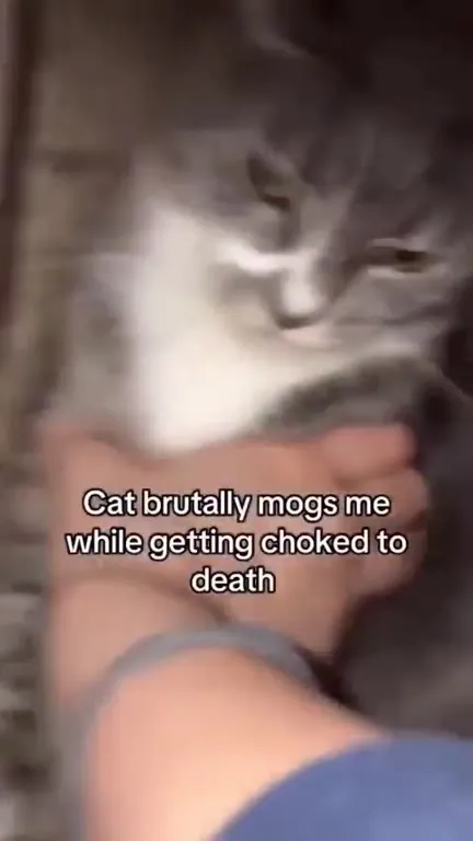 Cat Brutally Mogs Me