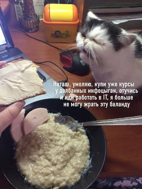 Кот требует курсы по IT