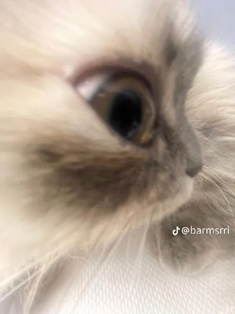 Кот крупным планом