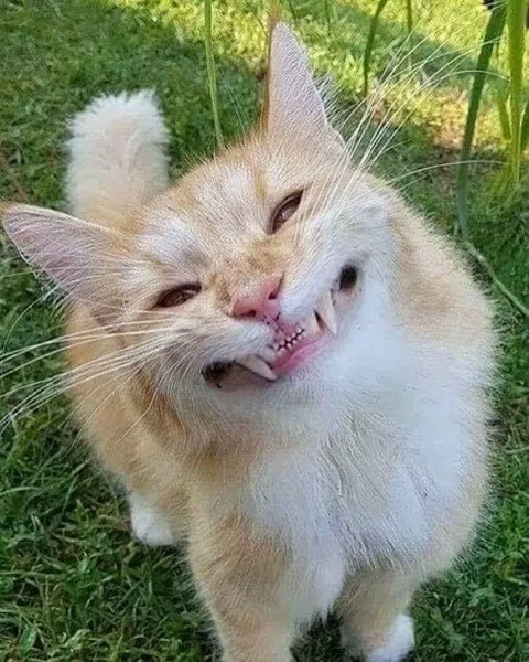 Странно улыбающийся кот
