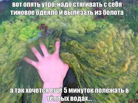 Утро в тёплом болоте