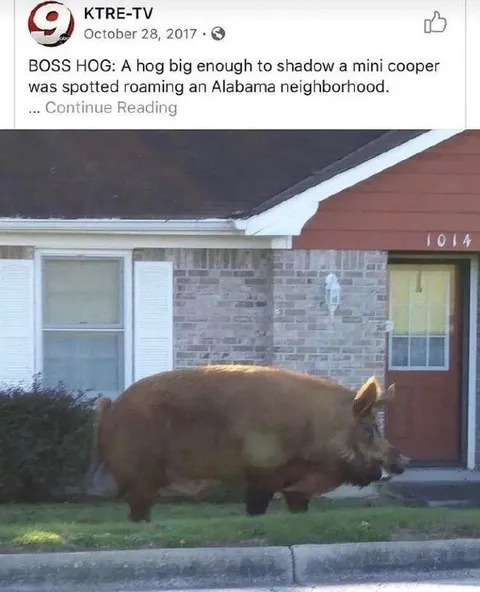 Boss Hog Shadows a Mini Cooper