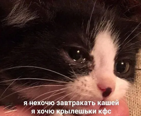 Кот хочет крылышки KFC