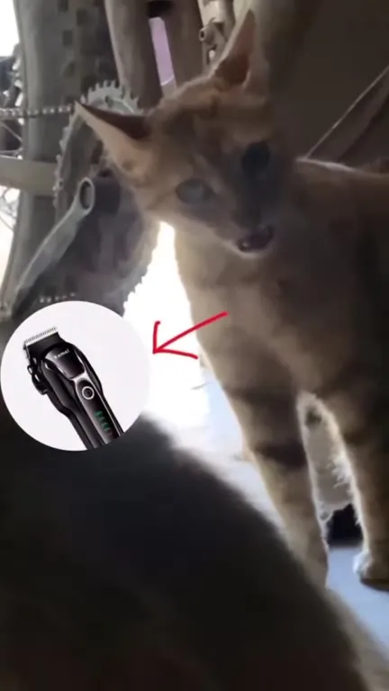 Кот пришёл за стрижкой