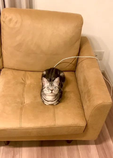 Кот занял всё кресло