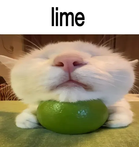 Cat Holding a Lime