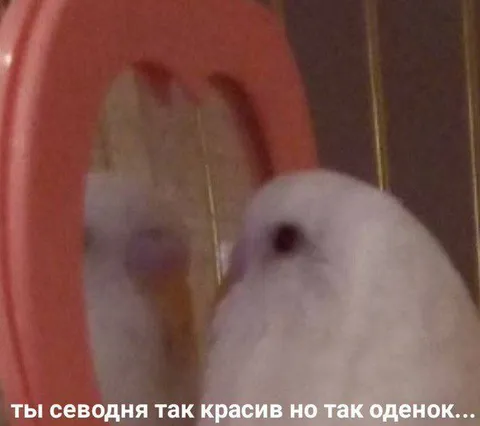 Красивый, но одинокий голубь