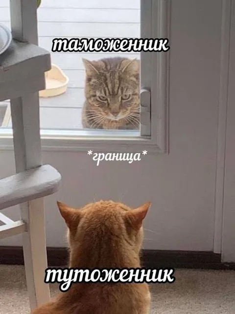 Коты на границе