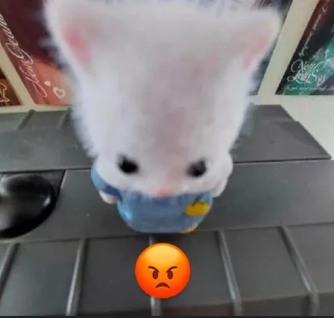 Злая белая кошка