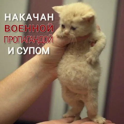 Котёнок военной пропаганды