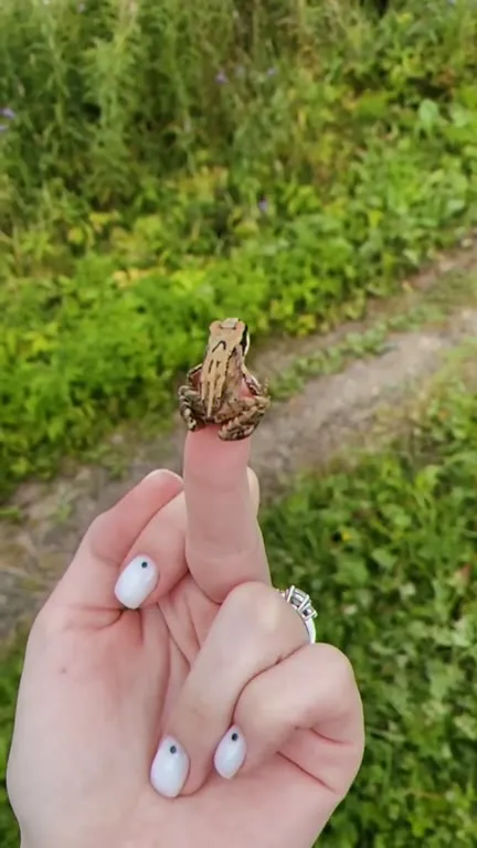 Лягушка на среднем пальце