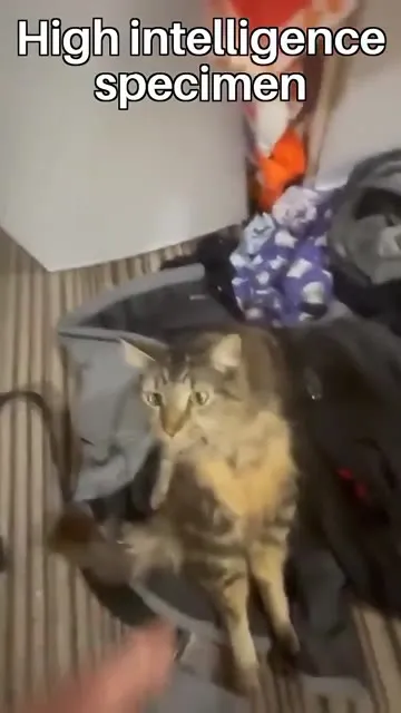 High Intelligence Specimen Cat