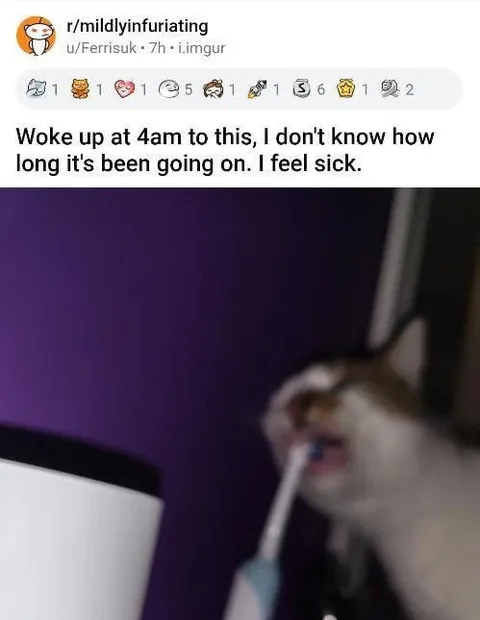 Cat Brushing Its Teeth at 4AM