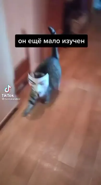 Кот ещё мало изучен
