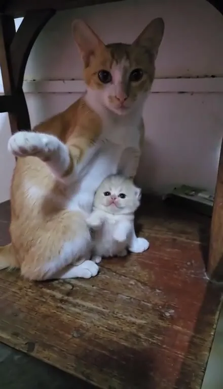 Кот прячет котёнка