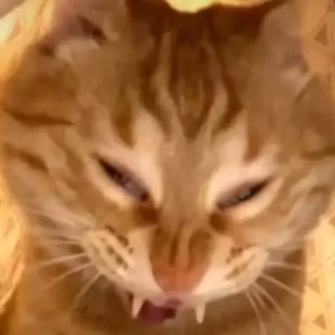Кот с хищным прищуром