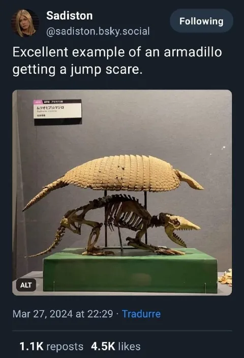 Armadillo Gets a Jump Scare