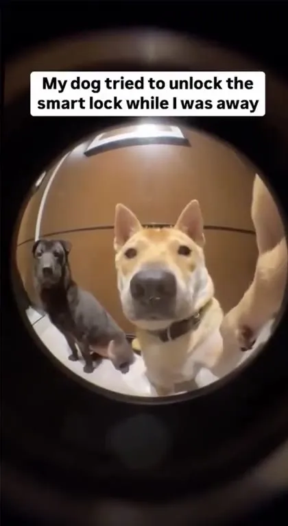 Dog Tries to Unlock Smart Lock