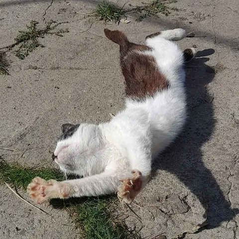 Кот растянулся на солнце