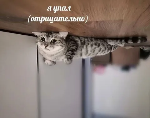 Кот, который упал отрицательно