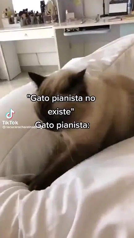 El gato pianista existe