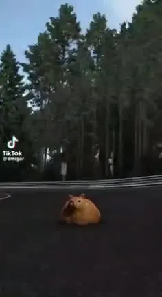 Хомяк на гоночной трассе