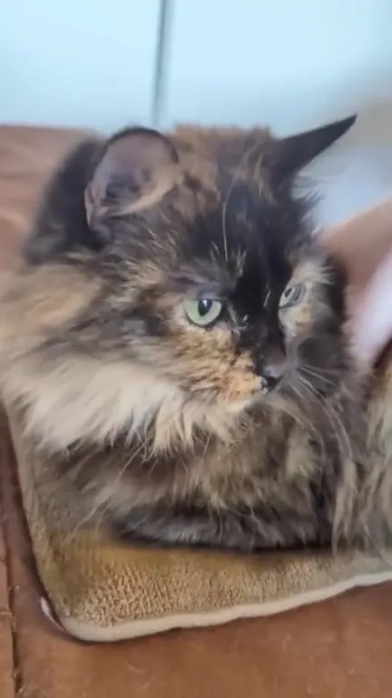 Cat Chirps Only Version