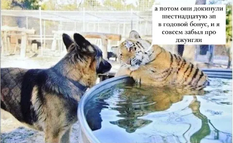 Забыл про джунгли