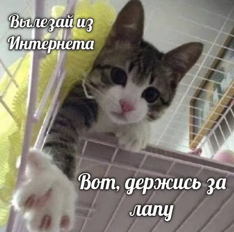 Котик держит за лапу