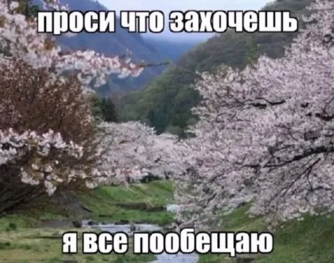 Сакура и обещания