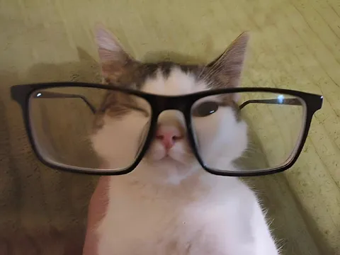 Умный кот в очках
