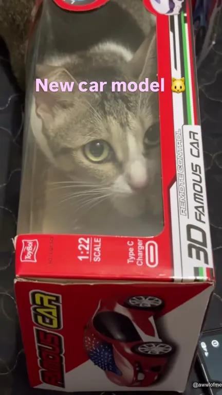 New Car Model Cat