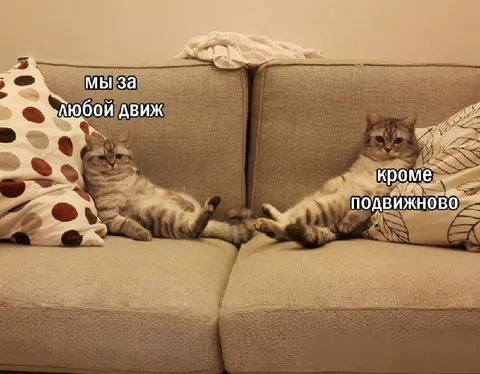 Коты за любой движ