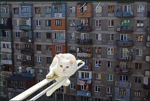 Кот на опасном балконе
