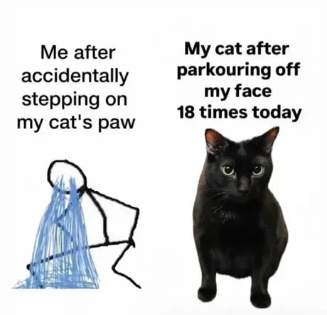 Cat Forgives Paw Accident