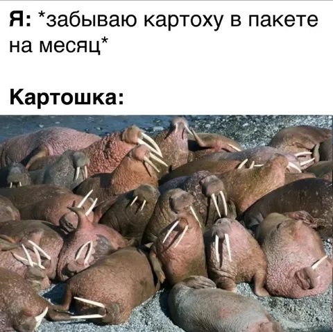 Картошка в пакете на месяц