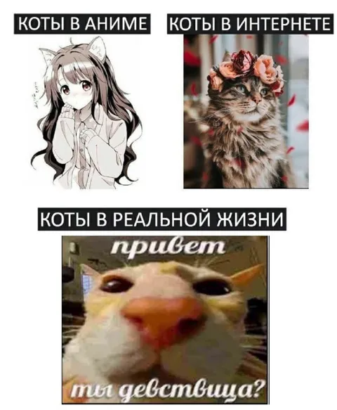 Коты в аниме, интернете и жизни