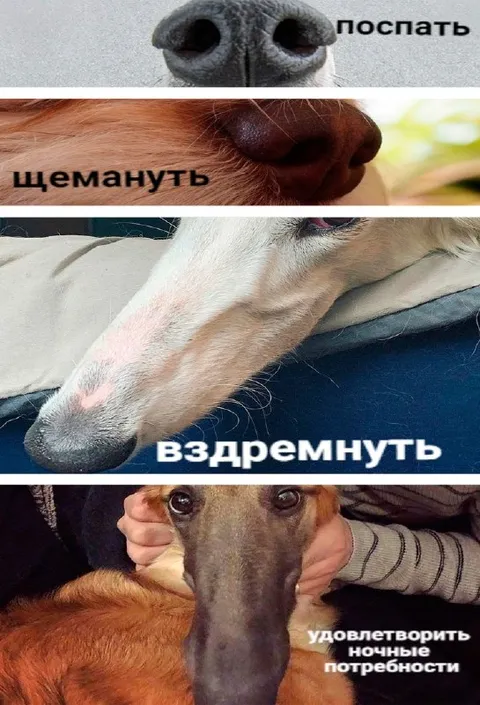 Ночные потребности борзой