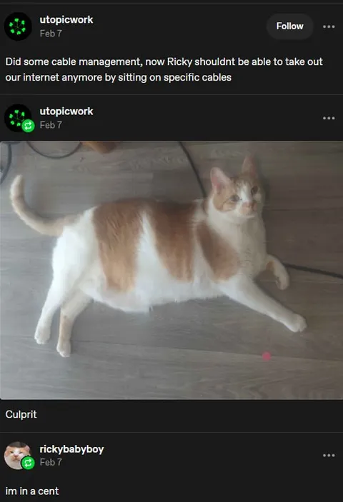 Cat Sitting on Cable Management