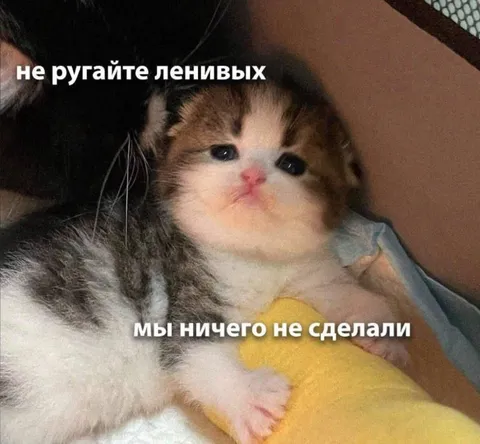 Не ругайте ленивых котят