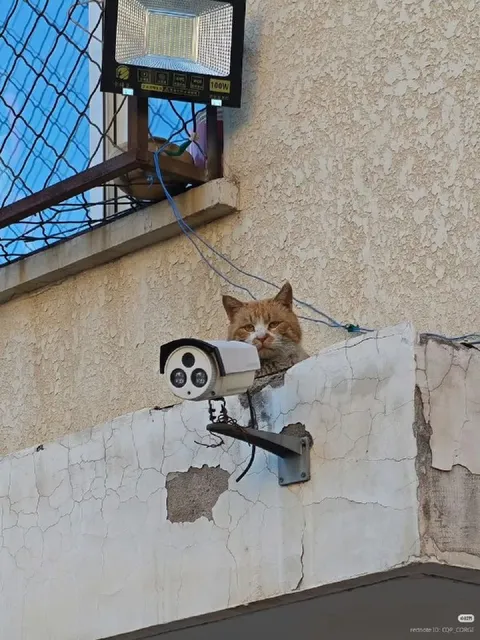 Кот вместо камеры наблюдения