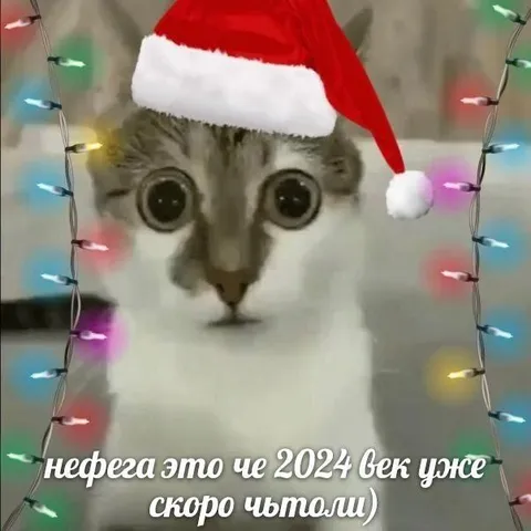Кот в шоке от 2024