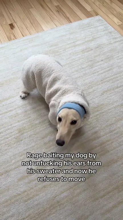 Dog Refuses to Move in Sweater