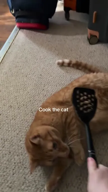 Cook the Cat with a Spatula