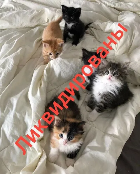 Ликвидированы котятами