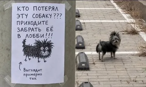 Объявление о странной собаке