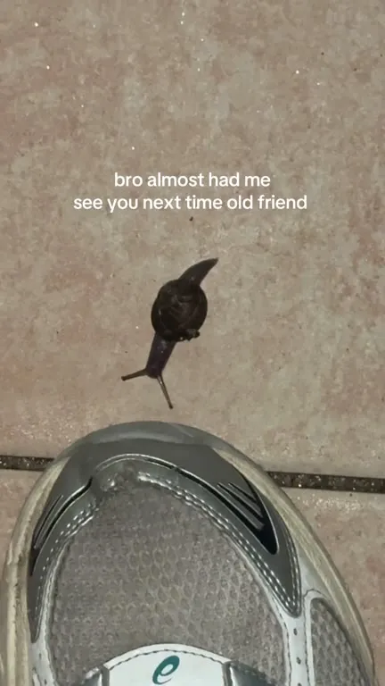 Snail Escapes the Shoe