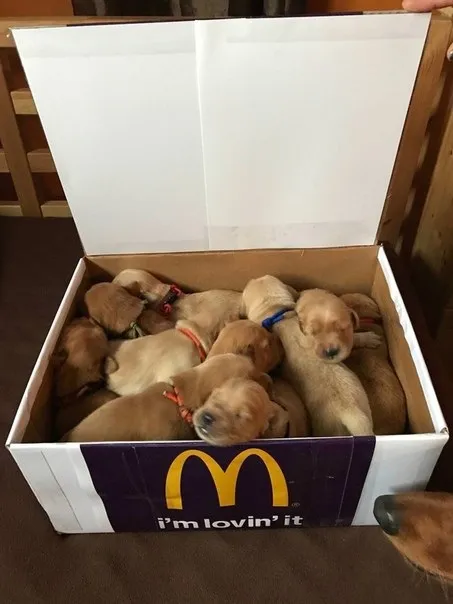 Puppies in a McDonald's Box